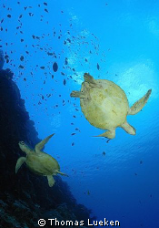 turtle highway  by Thomas Lueken 